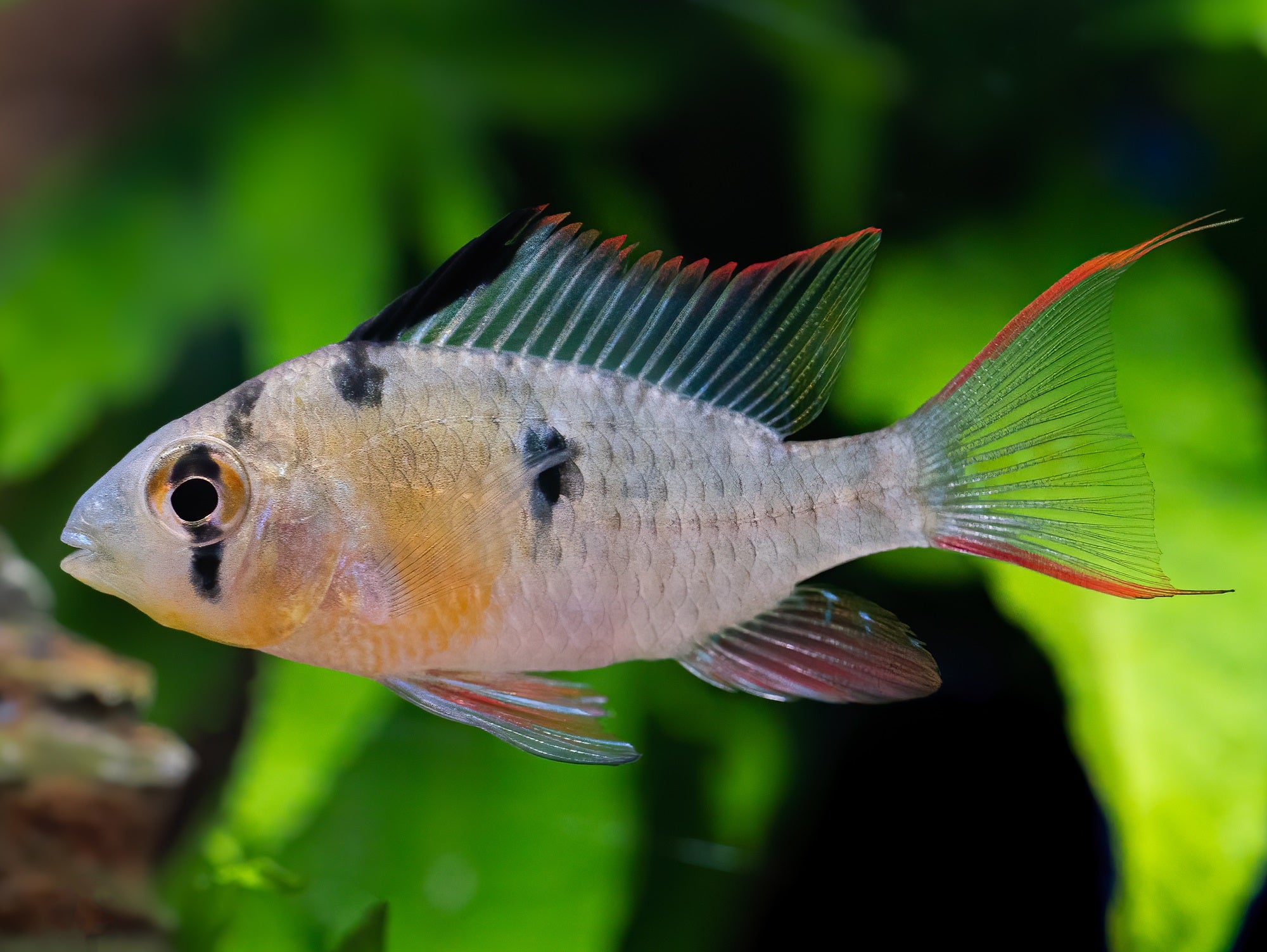 Bolivianischer Schmetterlingsbuntbarsch