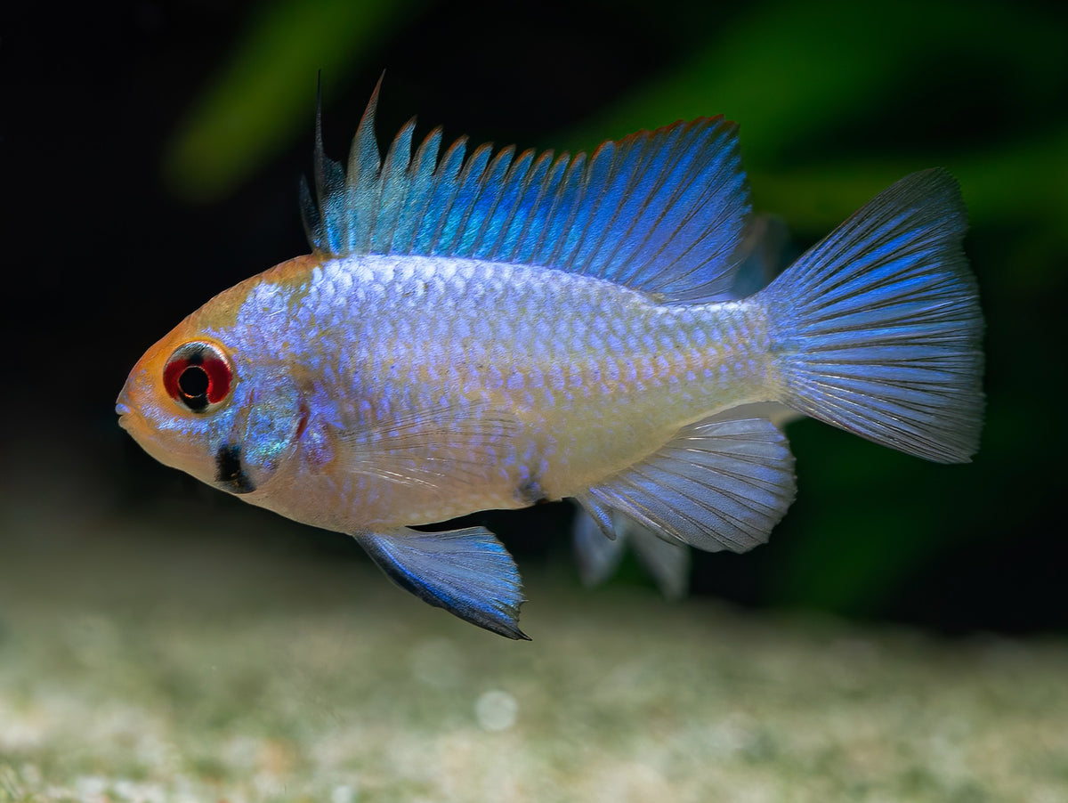 Stahlblauer Schmetterlingsbuntbarsch