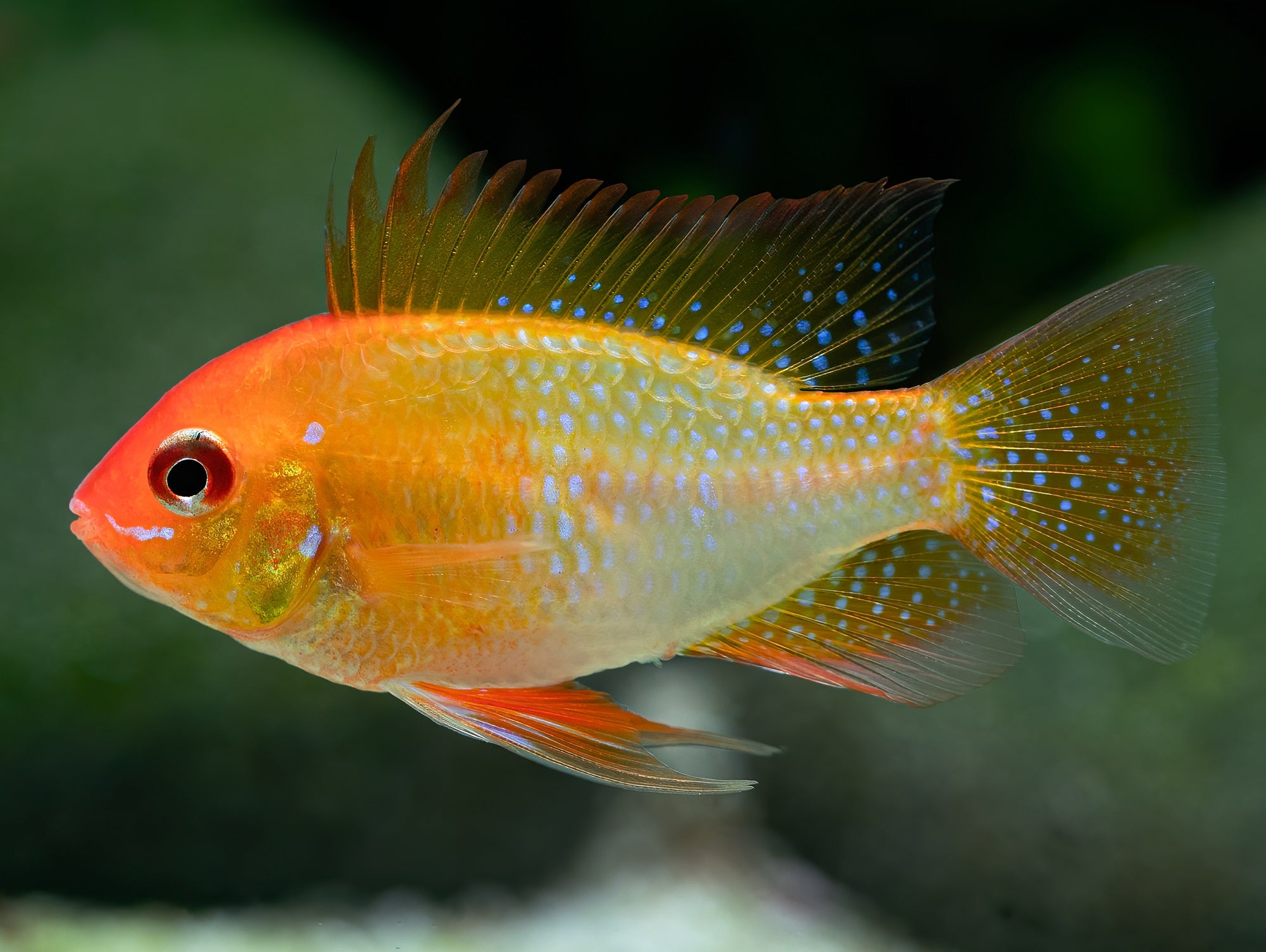 Goldener Schmetterlingsbuntbarsch