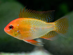 Goldener Schmetterlingsbuntbarsch