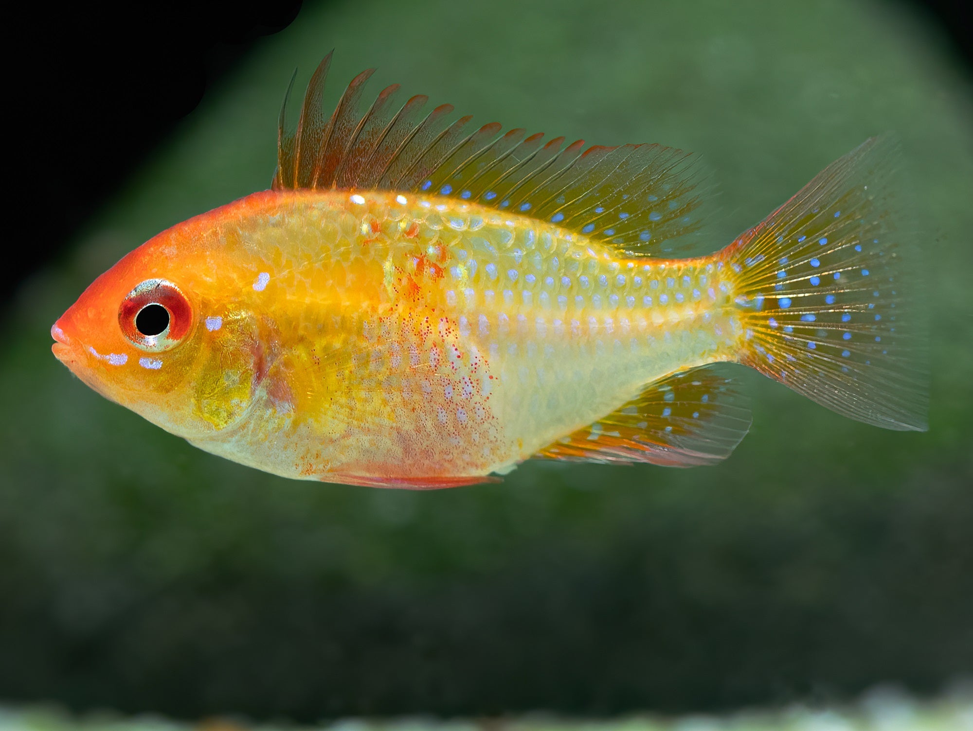 Goldener Schmetterlingsbuntbarsch