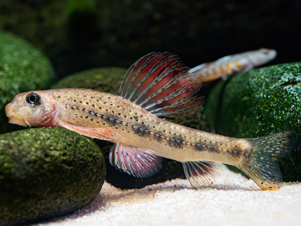 Microphysogobio tafangensis
