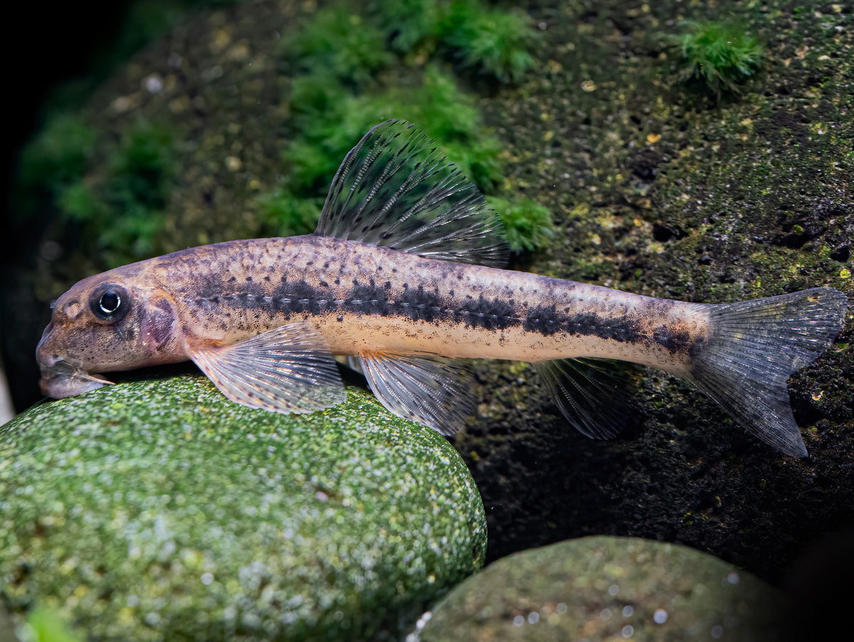 Microphysogobio tafangensis