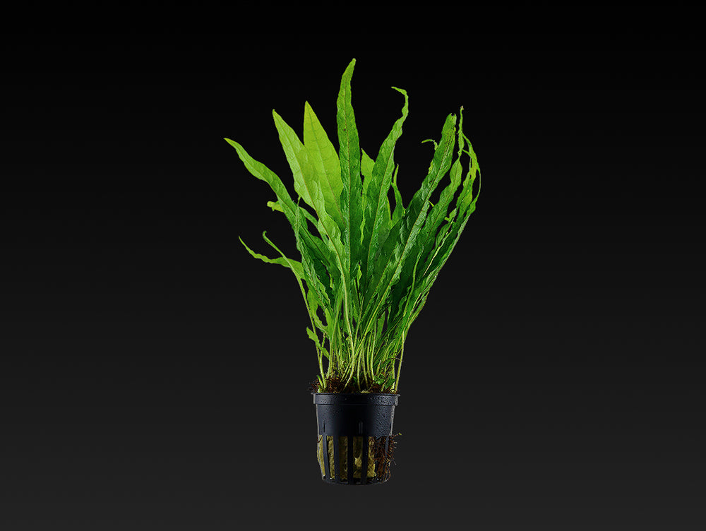 Microsorum pteropus