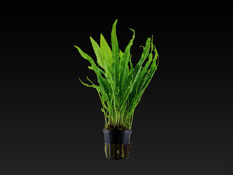 Microsorum pteropus