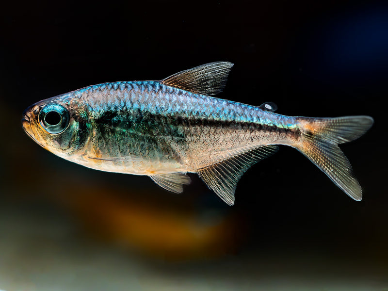 Moenkhausia nigromarginata