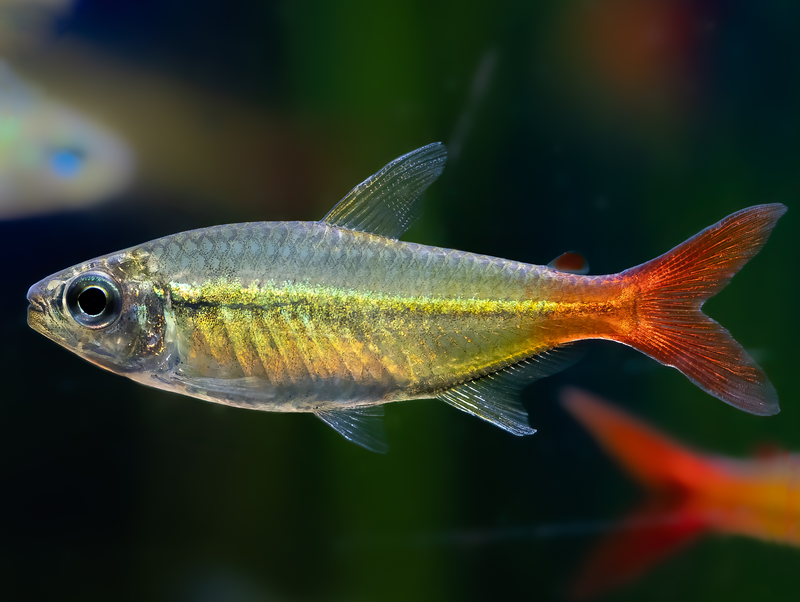 Moenkhausia copei