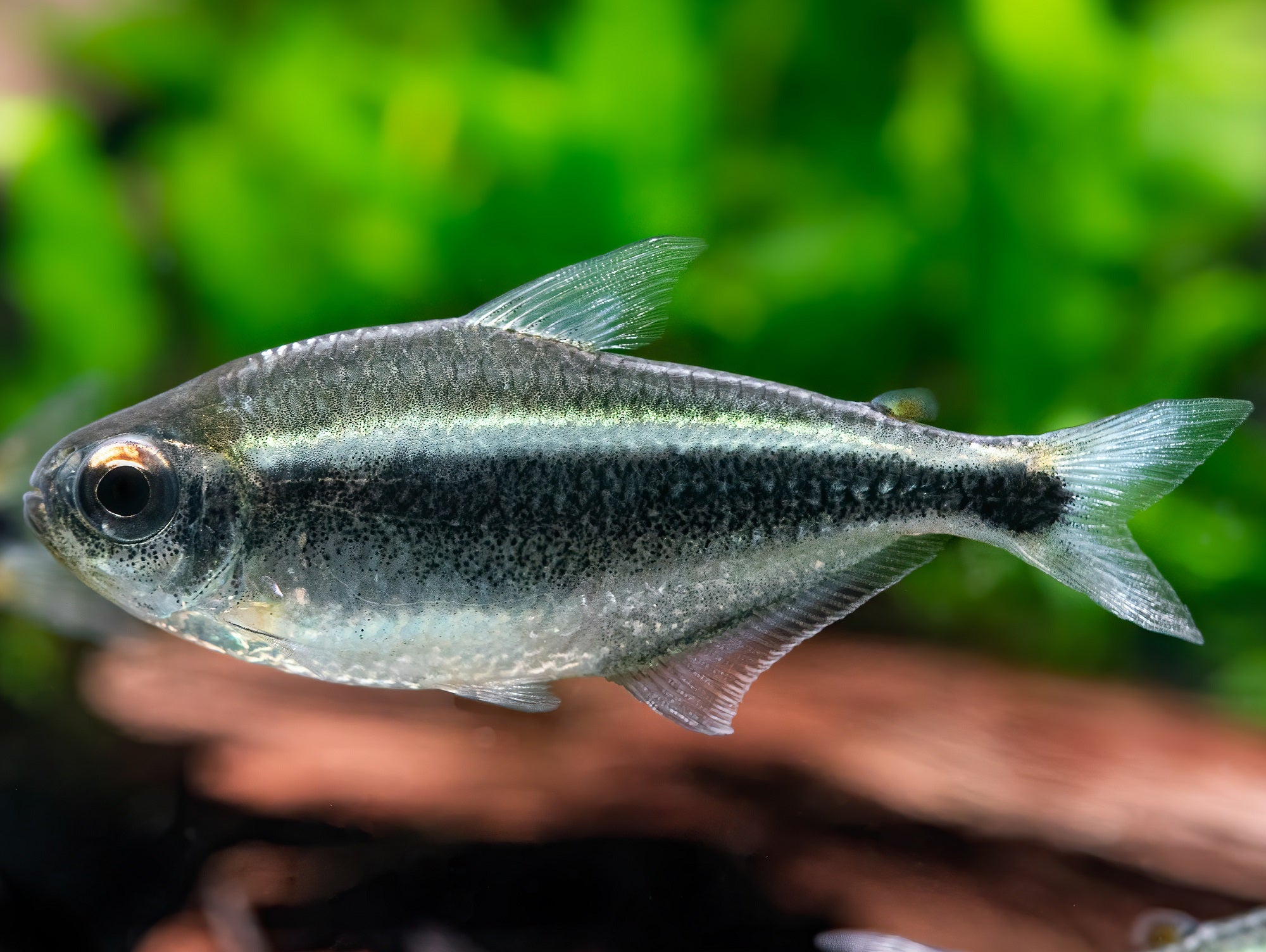 Moenkhausia heikoi
