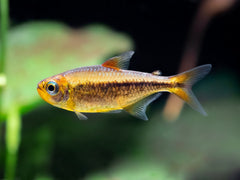 Moenkhausia nigromarginata