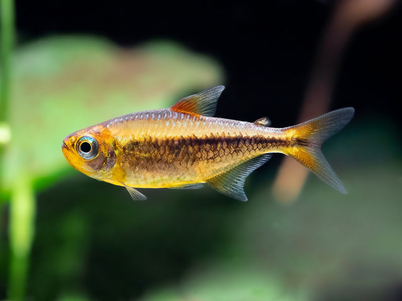 Moenkhausia nigromarginata
