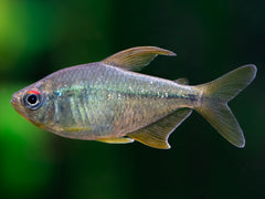 Brilliantsalmler
