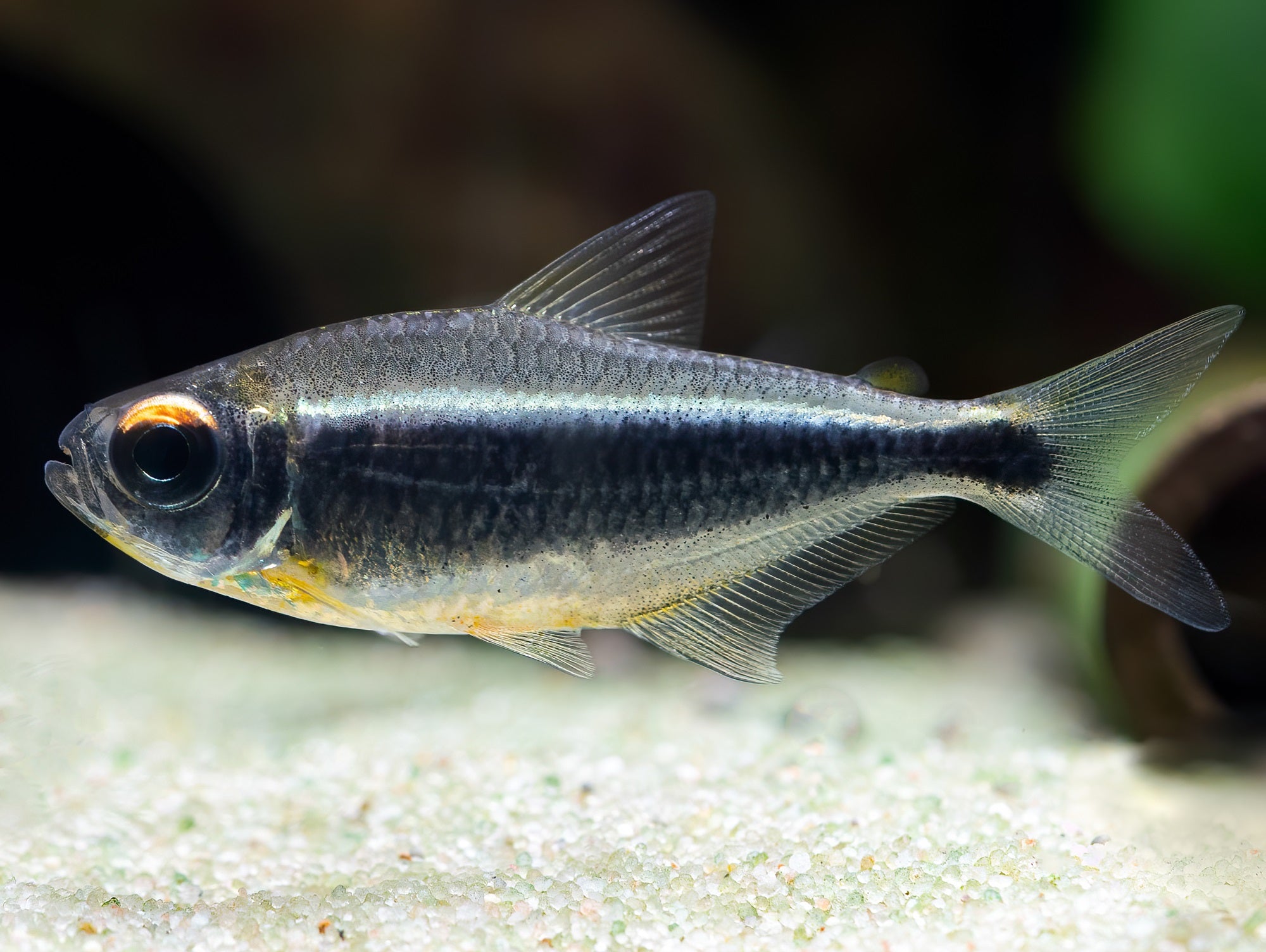 Moenkhausia heikoi