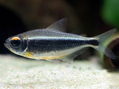 Moenkhausia heikoi