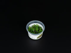 Monosolenium tenerum