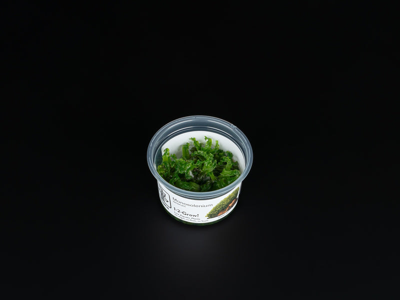 Monosolenium tenerum