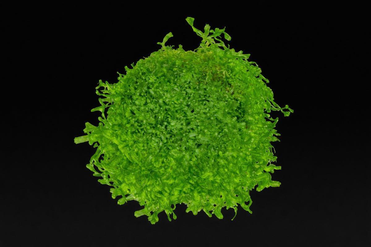 Monosolenium tenerum