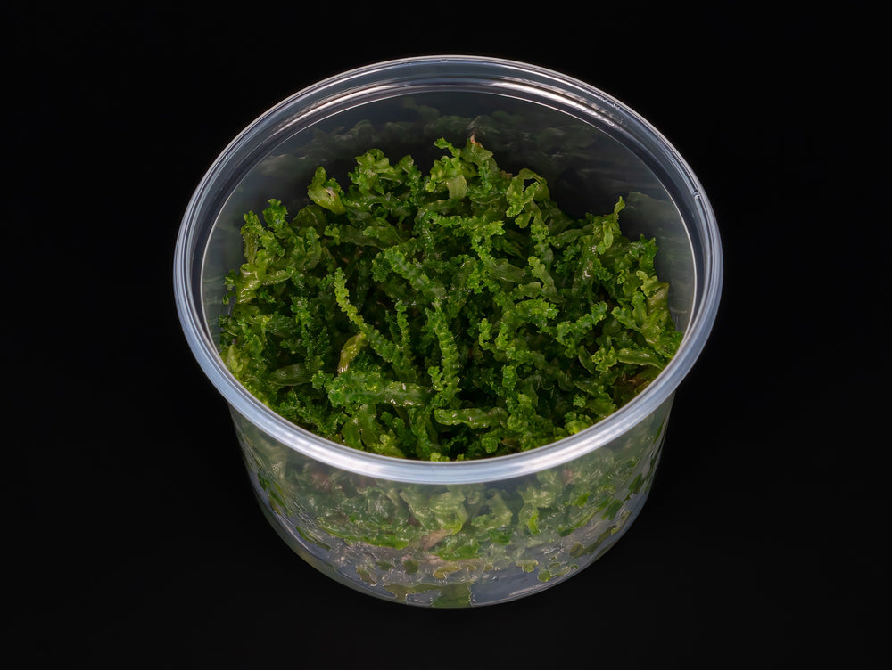 Monosolenium tenerum