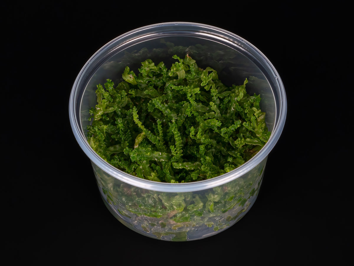 Monosolenium tenerum