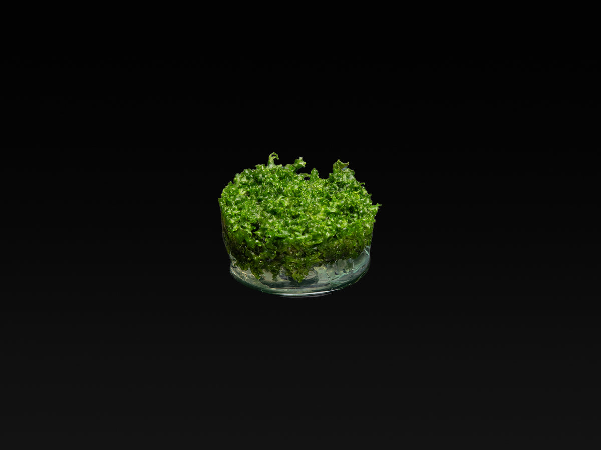 Monosolenium tenerum