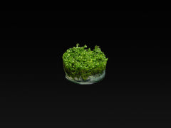 Monosolenium tenerum