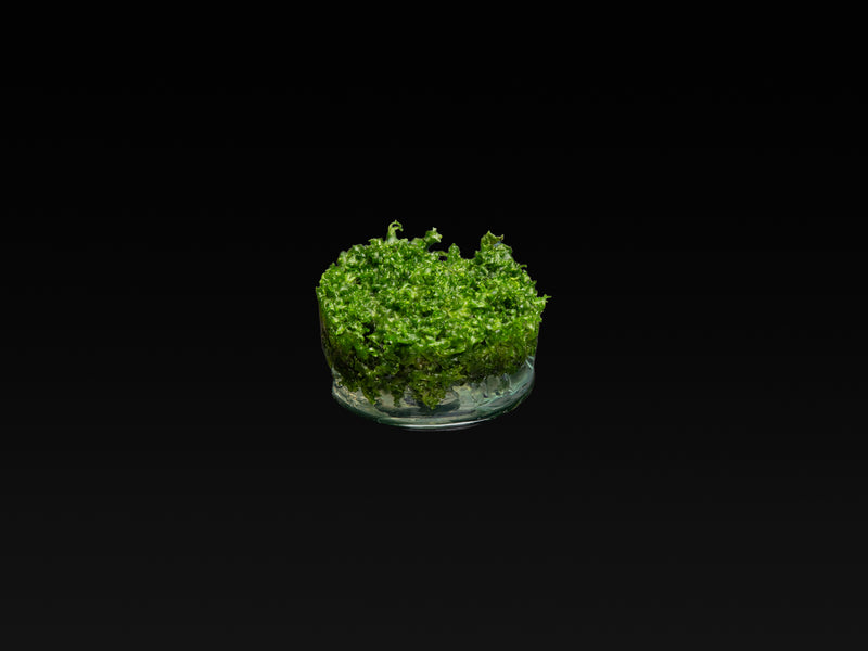 Monosolenium tenerum