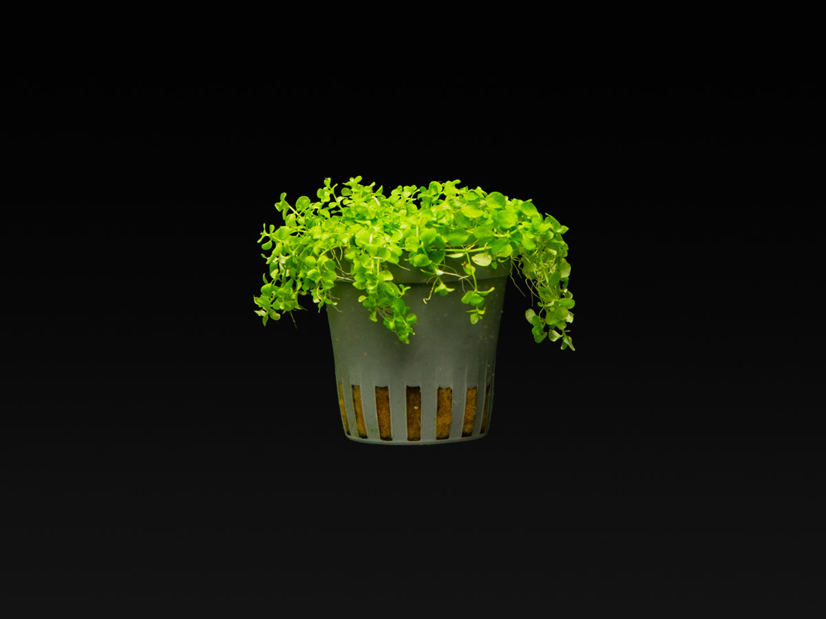 Micranthemum tweediei 'Montecarlo-3'