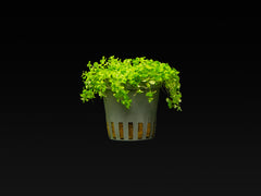 Micranthemum tweediei 'Montecarlo-3'