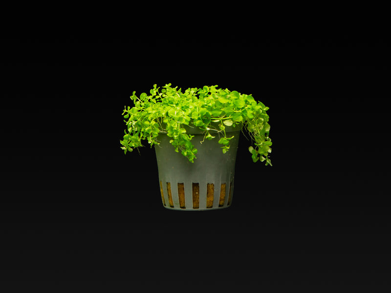 Micranthemum tweediei 'Montecarlo-3'