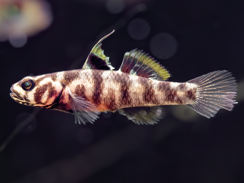 Matano-See Grundel