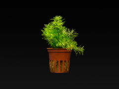 Myriophyllum mattogrossense