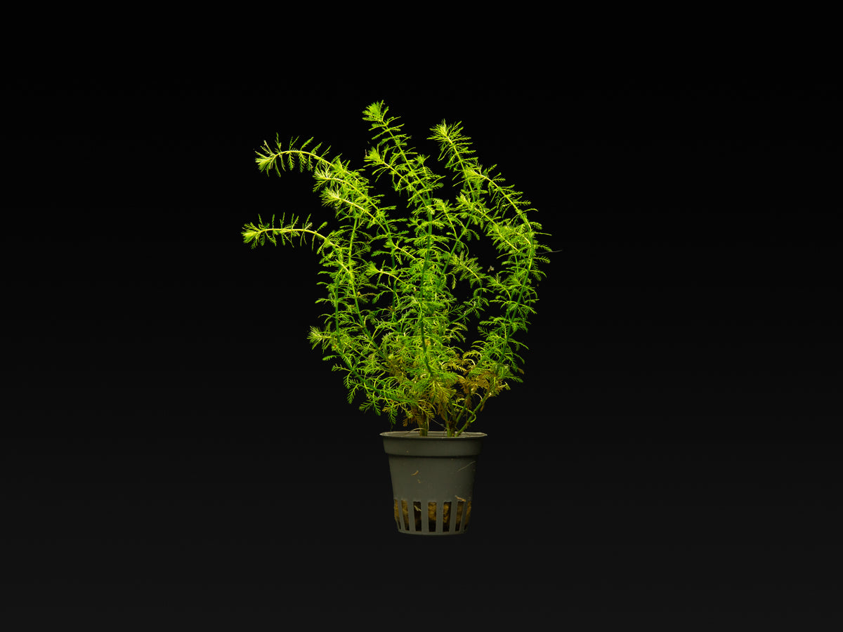 Myriophyllum 'Guyana'