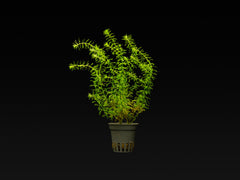 Myriophyllum 'Guyana'