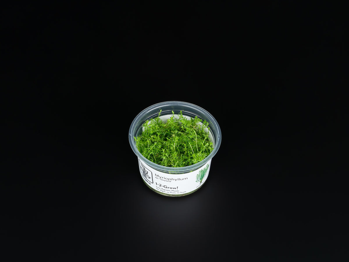 Myriophyllum 'Guyana'