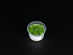 Myriophyllum 'Guyana'