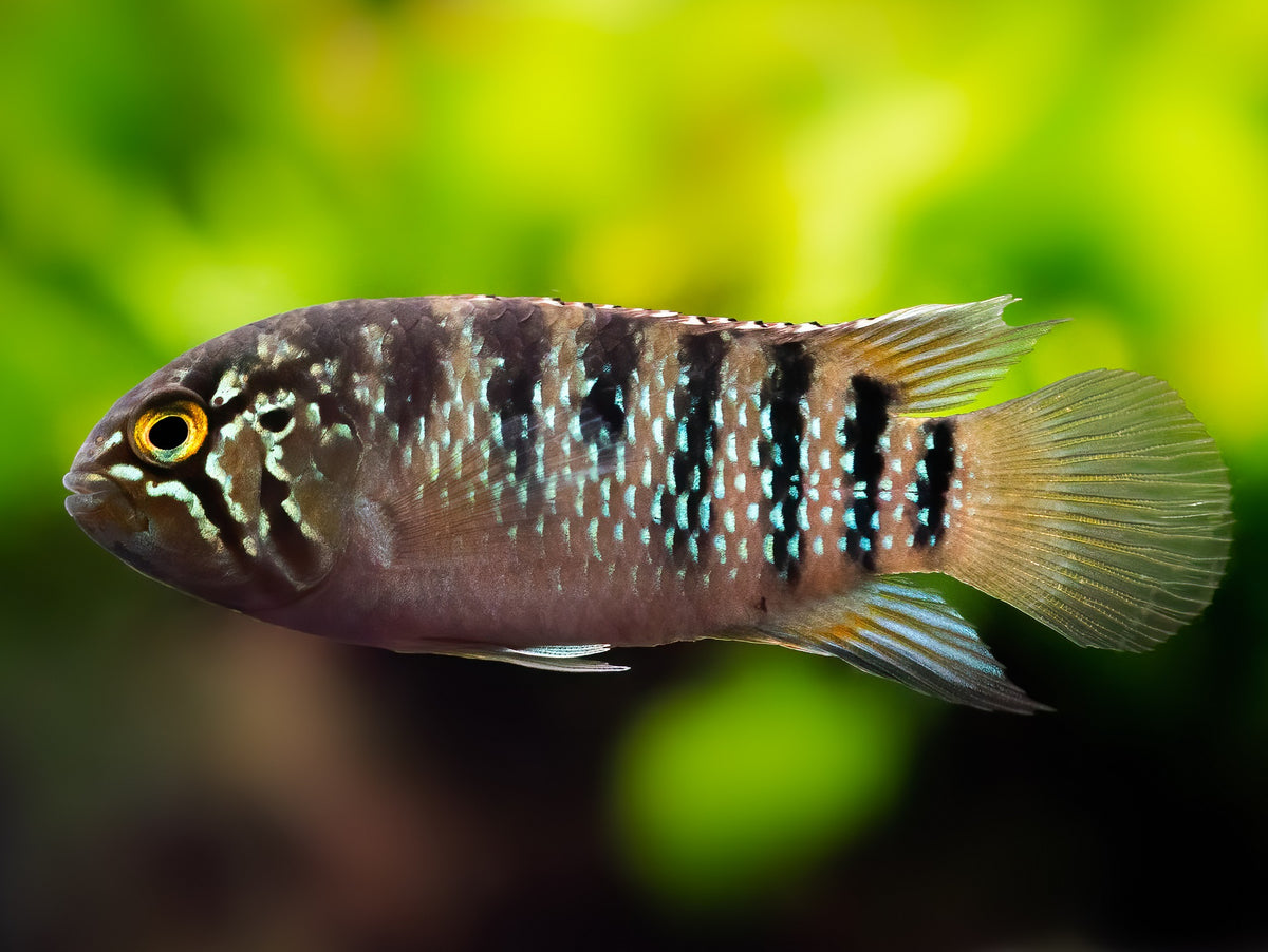 Zebra-Acara
