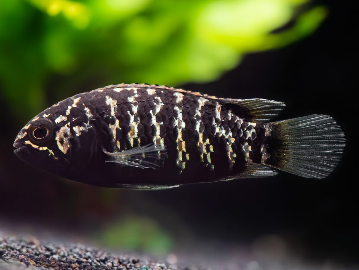 Zebra-Acara