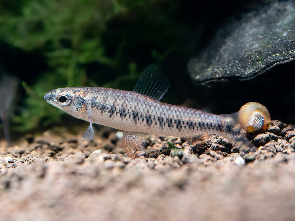 Hochrückiger Bodensalmler