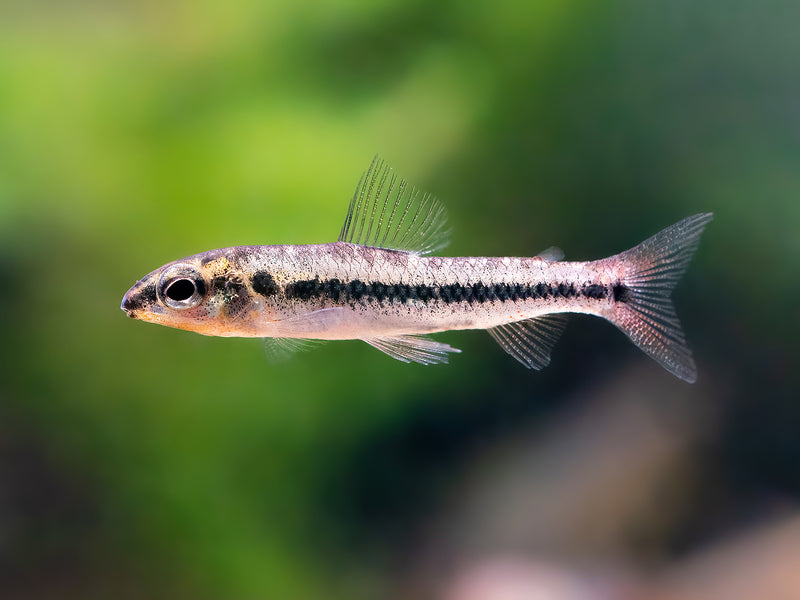 Nannocharax sp. Mayombe