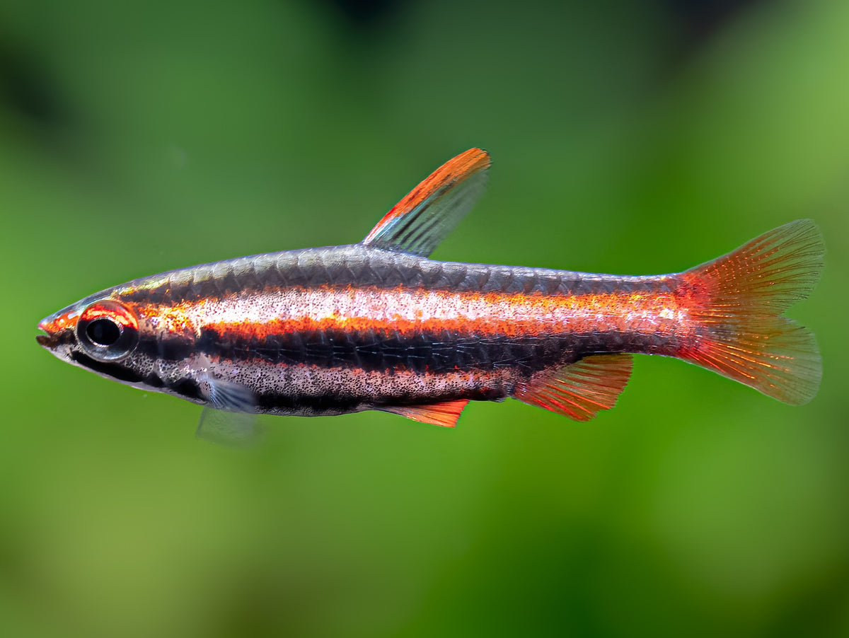 Purpurziersalmler