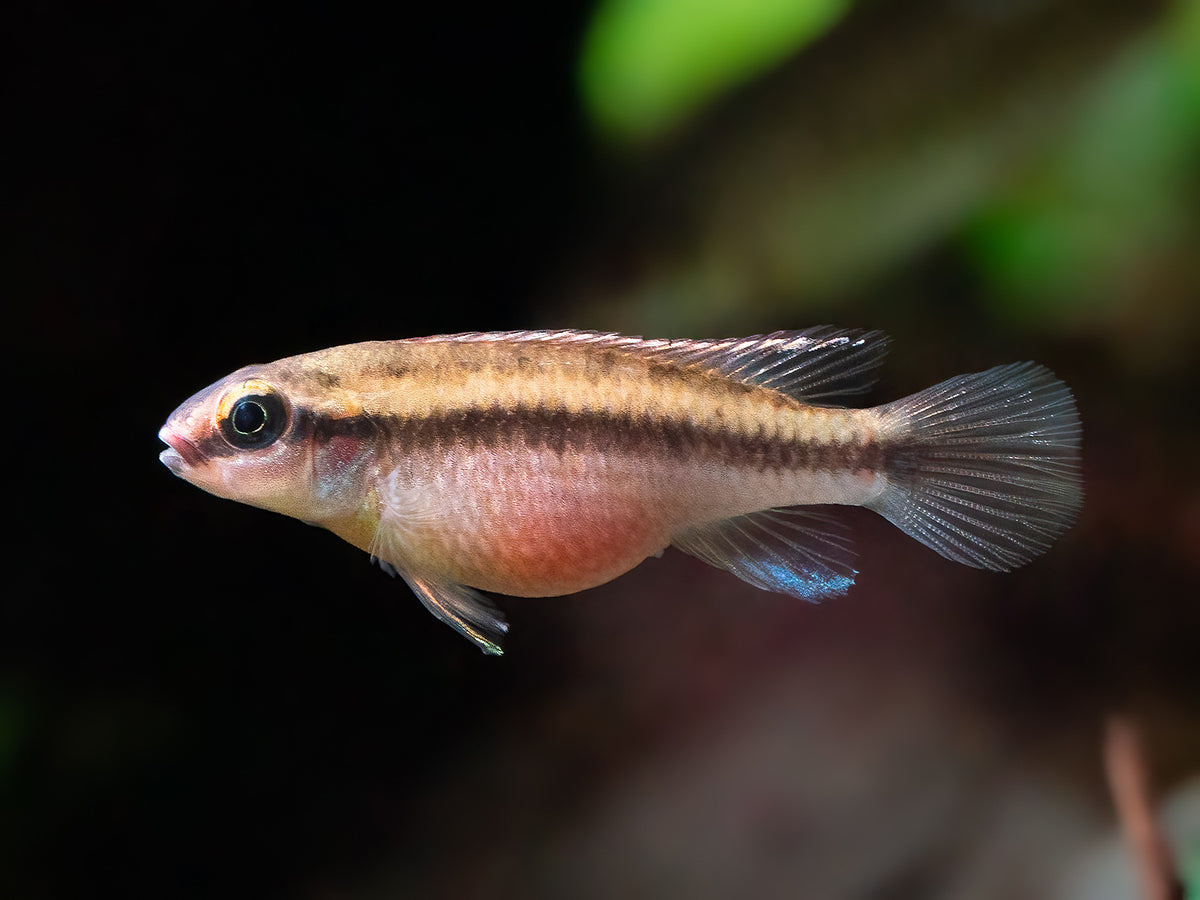 Congochromis dimidiatus