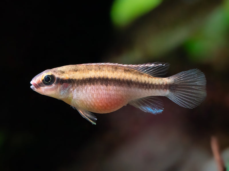 Congochromis dimidiatus
