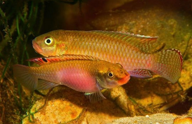 Congochromis cf.sabinae "Green speckle" Nioki