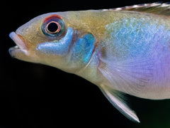Blauer Kongozwergbuntbarsch