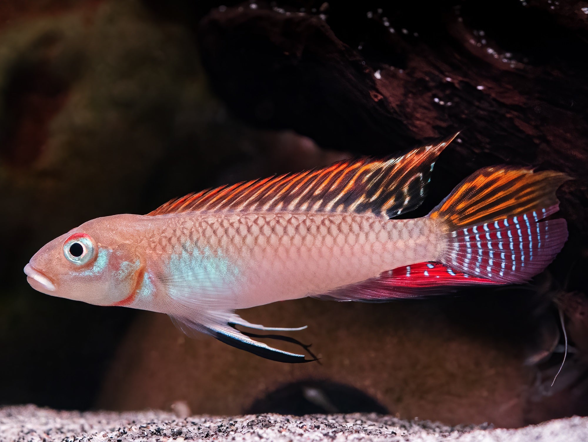 Nanochromis splendens 'Kingganga'