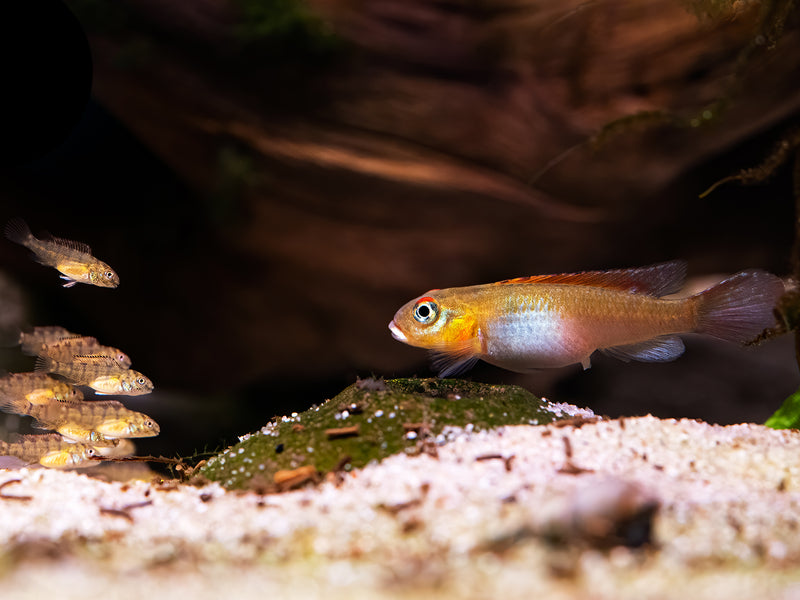 Nanochromis splendens 'Kingganga'