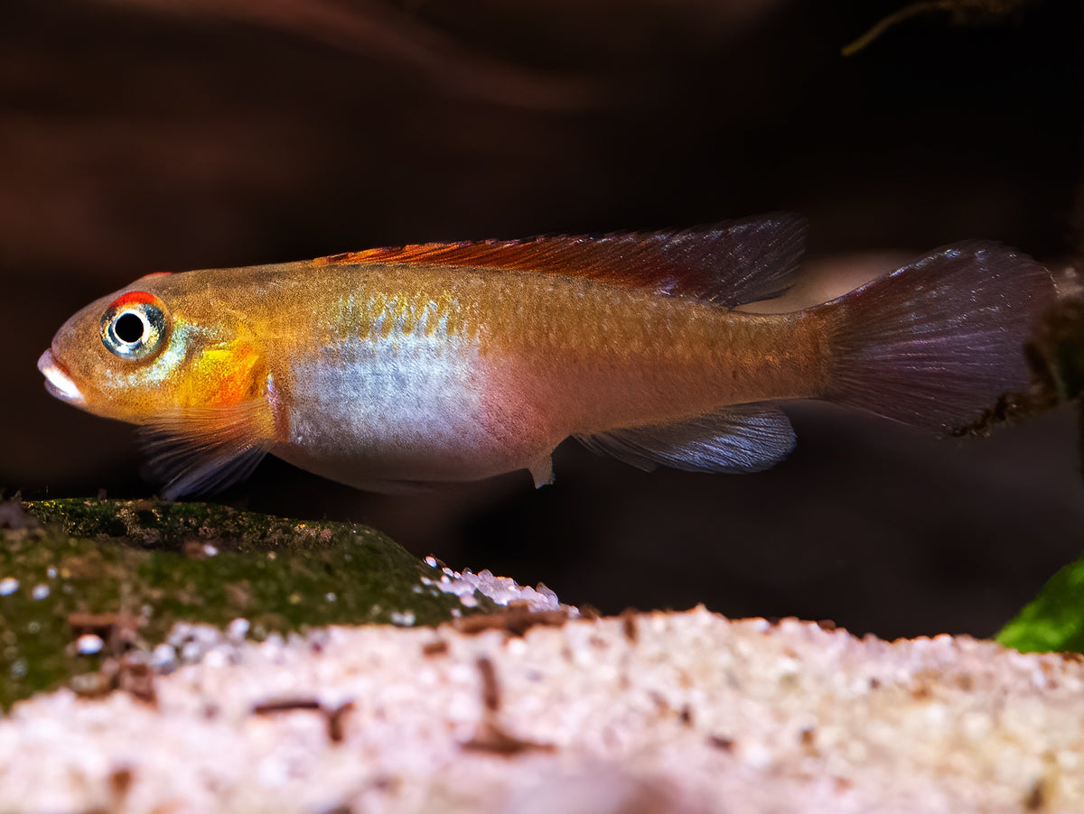 Nanochromis splendens 'Kingganga'
