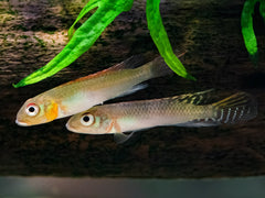 Nanochromis splendens 'Kingganga'