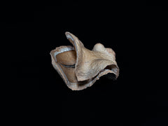 Froschmaulschote