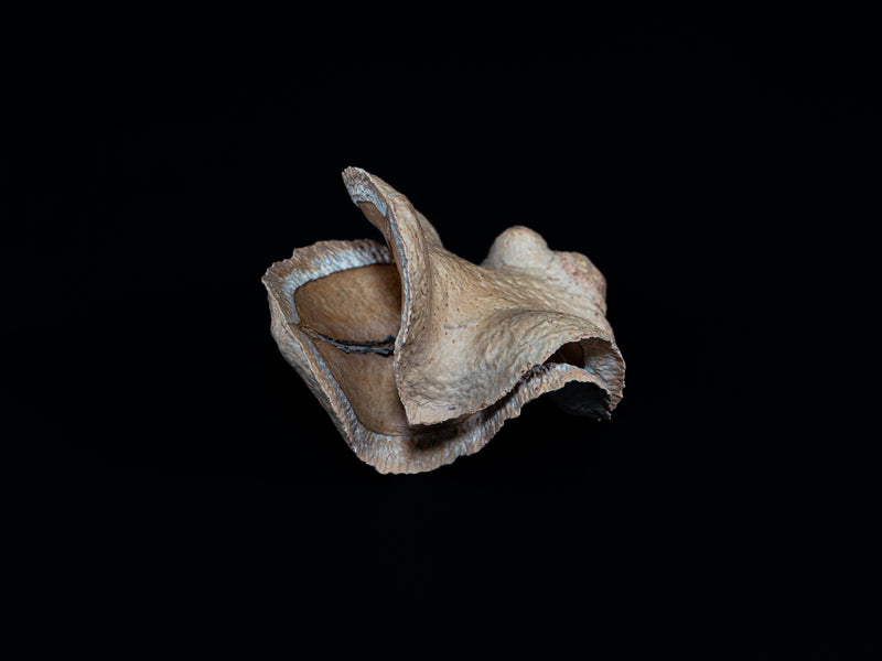 Froschmaulschote