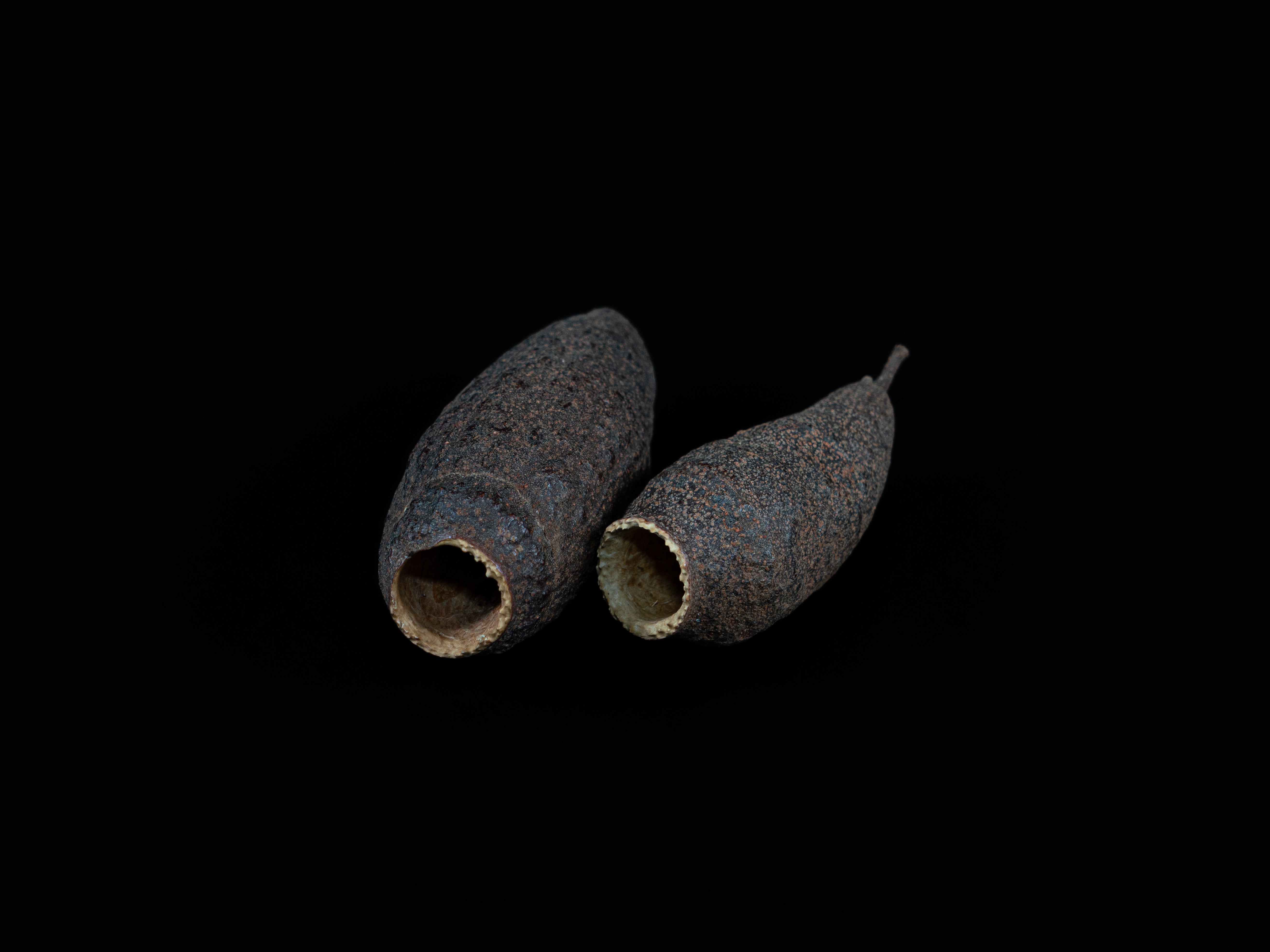 Hornkapsel ca 5-8cm